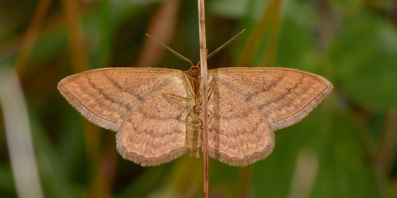 Idaea ochrata, Geometridae